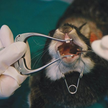 Rodent small animal pet opener, cheek expander, dental surgical instrument, mouth opening