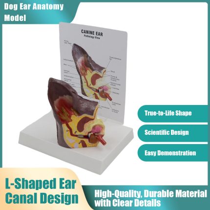 Dog Ear Anatomy Model - Canine Veterinary Teaching Aid for Pet Clinics