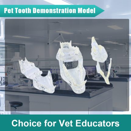 Professional Transparent Animal Dental Teaching Model for Vet Students