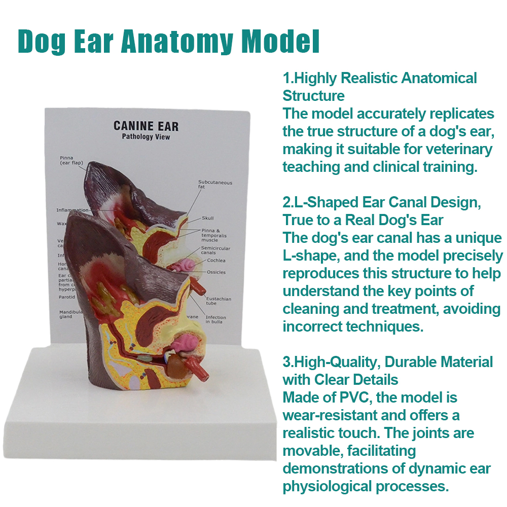 S93bc990810204b94b701e09732d3f26di